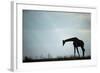 Giraffe along Chobe River, Chobe National Park, Botswana-Paul Souders-Framed Photographic Print