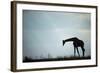 Giraffe along Chobe River, Chobe National Park, Botswana-Paul Souders-Framed Photographic Print