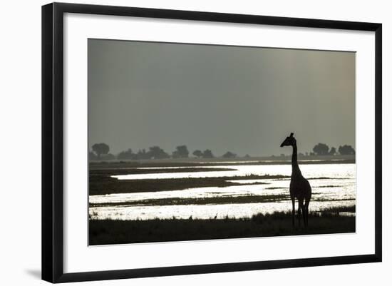 Giraffe along Chobe River, Chobe National Park, Botswana-Paul Souders-Framed Photographic Print