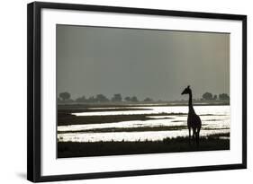 Giraffe along Chobe River, Chobe National Park, Botswana-Paul Souders-Framed Photographic Print