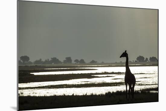 Giraffe along Chobe River, Chobe National Park, Botswana-Paul Souders-Mounted Photographic Print