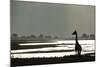 Giraffe along Chobe River, Chobe National Park, Botswana-Paul Souders-Mounted Photographic Print