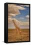 Giraffe, Amboseli National Park, Amboseli Nation Park, Africa-John Wilson-Framed Stretched Canvas