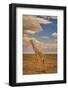 Giraffe, Amboseli National Park, Amboseli Nation Park, Africa-John Wilson-Framed Photographic Print