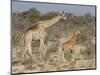 Giraffe and baby on guard, Etosha National Park-Darrell Gulin-Mounted Photographic Print