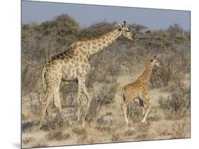 Giraffe and baby on guard, Etosha National Park-Darrell Gulin-Mounted Photographic Print