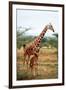 Giraffe and Baby-null-Framed Premium Giclee Print