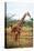 Giraffe and Baby-null-Stretched Canvas