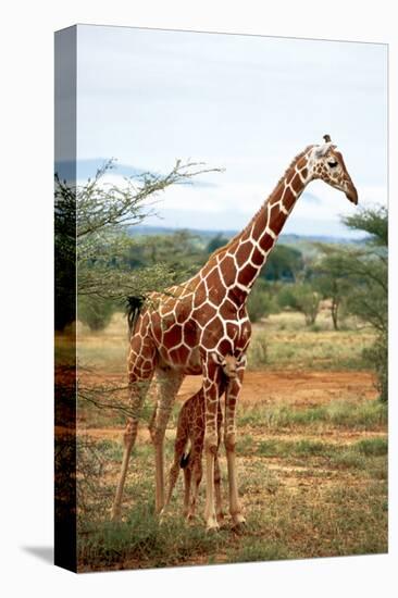 Giraffe and Baby-null-Stretched Canvas