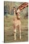 Giraffe and Baby-null-Stretched Canvas