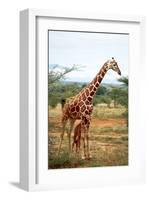 Giraffe and Baby-null-Framed Art Print