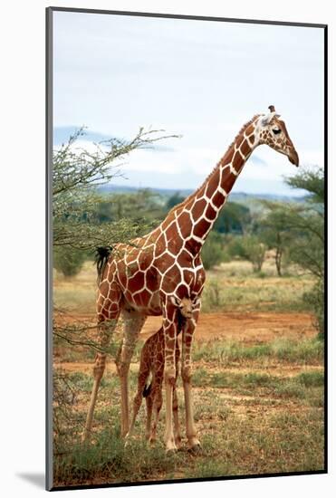 Giraffe and Baby-null-Mounted Art Print