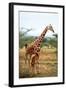 Giraffe and Baby-null-Framed Art Print