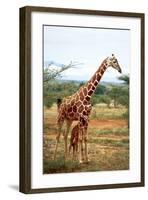 Giraffe and Baby-null-Framed Art Print