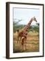 Giraffe and Baby-null-Framed Art Print