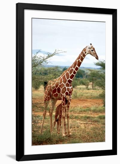 Giraffe and Baby-null-Framed Art Print