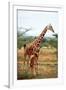 Giraffe and Baby-null-Framed Art Print