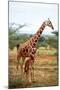 Giraffe and Baby-null-Mounted Art Print