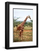 Giraffe and Baby-null-Framed Art Print