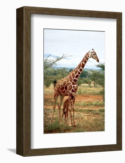 Giraffe and Baby-null-Framed Art Print