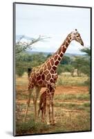 Giraffe and Baby-null-Mounted Art Print