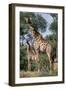 Giraffe and Baby-Lantern Press-Framed Art Print