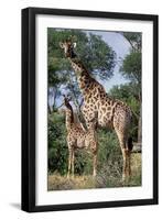 Giraffe and Baby-Lantern Press-Framed Art Print