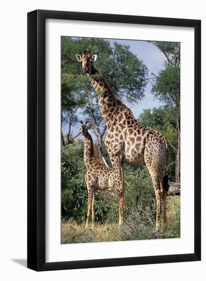 Giraffe and Baby-Lantern Press-Framed Art Print