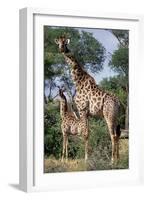 Giraffe and Baby-Lantern Press-Framed Art Print