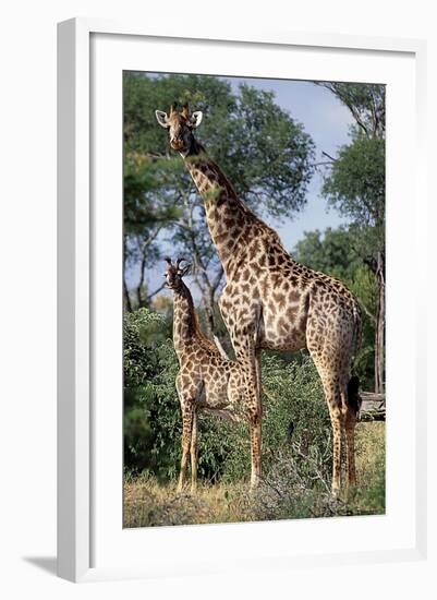 Giraffe and Baby-Lantern Press-Framed Art Print