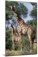 Giraffe and Baby-Lantern Press-Mounted Art Print