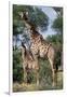 Giraffe and Baby-Lantern Press-Framed Art Print