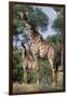 Giraffe and Baby-Lantern Press-Framed Art Print