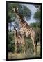 Giraffe and Baby-Lantern Press-Framed Art Print