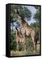 Giraffe and Baby-Lantern Press-Framed Stretched Canvas