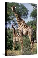 Giraffe and Baby-Lantern Press-Stretched Canvas