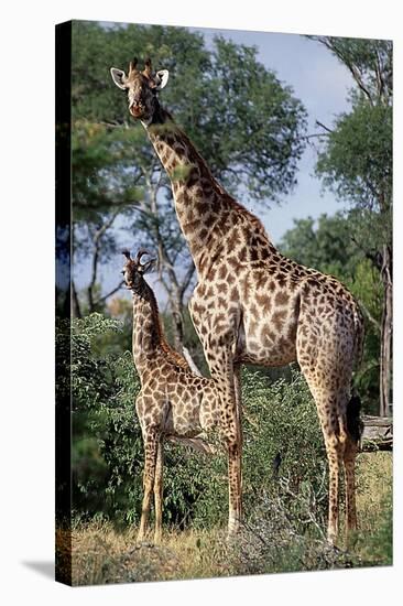 Giraffe and Baby-Lantern Press-Stretched Canvas