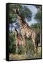 Giraffe and Baby-Lantern Press-Framed Stretched Canvas