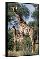 Giraffe and Baby-Lantern Press-Framed Stretched Canvas