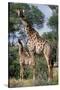 Giraffe and Baby-Lantern Press-Stretched Canvas