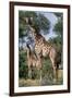 Giraffe and Baby-Lantern Press-Framed Art Print