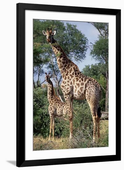 Giraffe and Baby-Lantern Press-Framed Art Print