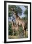 Giraffe and Baby-Lantern Press-Framed Art Print