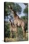 Giraffe and Baby-Lantern Press-Stretched Canvas