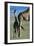 Giraffe and Calf-Paul Souders-Framed Premium Photographic Print