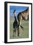 Giraffe and Calf-Paul Souders-Framed Premium Photographic Print