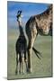 Giraffe and Calf-Paul Souders-Mounted Premium Photographic Print