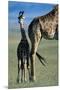 Giraffe and Calf-Paul Souders-Mounted Premium Photographic Print