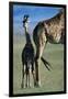 Giraffe and Calf-Paul Souders-Framed Premium Photographic Print