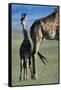 Giraffe and Calf-Paul Souders-Framed Stretched Canvas